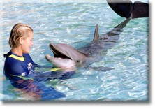 dolphin florida community attraction