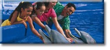dolphins