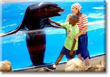 sea lion