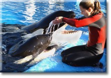 whales
